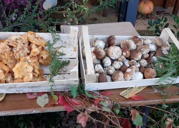 I migliori eventi da non perdere nel fine settimana 8-9-10 novembre