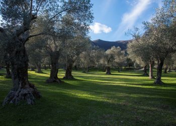 la camminata tra gli oliveti