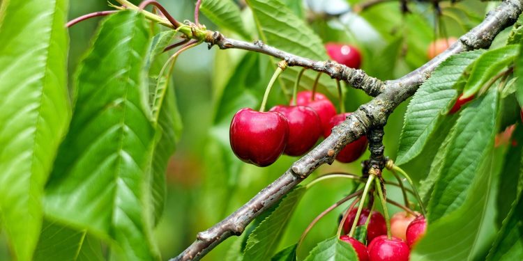 Alla Festa dei Ciliegi di Vignola (MO) con il Camping Club dei Castelli