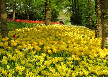 In Piemonte tra i colori primaverili del Castello di Pralormo (TO)