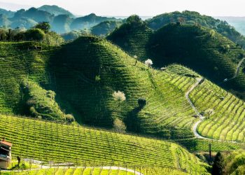 “Weekend in Cantina”: sulla Strada del Prosecco e Vini dei Colli Conegliano Valdobbiadene riprendono le visite