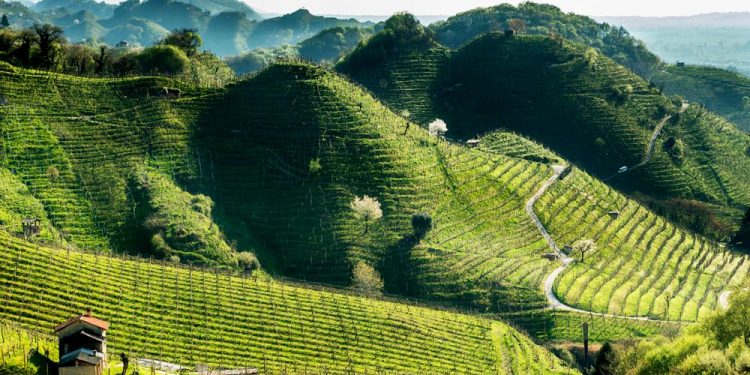 “Weekend in Cantina”: sulla Strada del Prosecco e Vini dei Colli Conegliano Valdobbiadene riprendono le visite