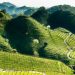 “Weekend in Cantina”: sulla Strada del Prosecco e Vini dei Colli Conegliano Valdobbiadene riprendono le visite