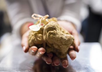 Da sabato 10 ottobre il via alla 90ª Fiera Internazionale del Tartufo Bianco d’Alba