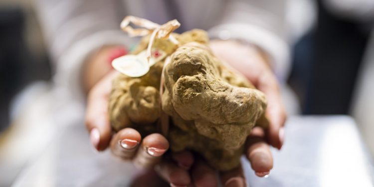 Da sabato 10 ottobre il via alla 90ª Fiera Internazionale del Tartufo Bianco d’Alba