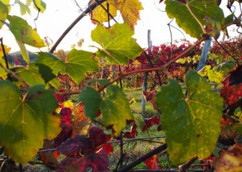 Lo spettacolo del foliage piemontese tra le vigne del Monferrato