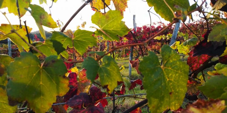 Lo spettacolo del foliage piemontese tra le vigne del Monferrato