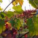 Lo spettacolo del foliage piemontese tra le vigne del Monferrato