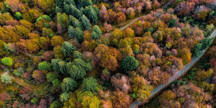 L’Oasi Zegna festeggia la Giornata Nazionale degli Alberi