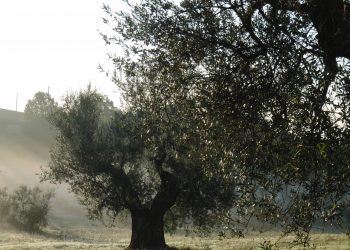 Nuova Convenzione Tessera Turit con l’Azienda Agricola lone Zobbi (VT)