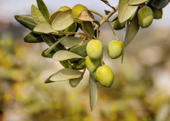 Arriva il Movimento Turismo dell’Olio, obiettivo valorizzazione dell’oleoturismo