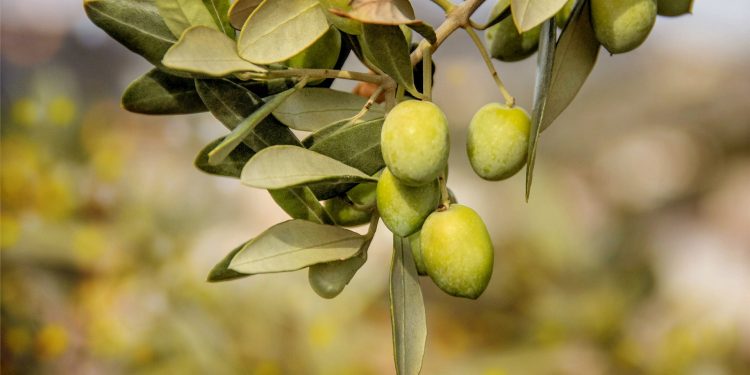 Arriva il Movimento Turismo dell’Olio, obiettivo valorizzazione dell’oleoturismo