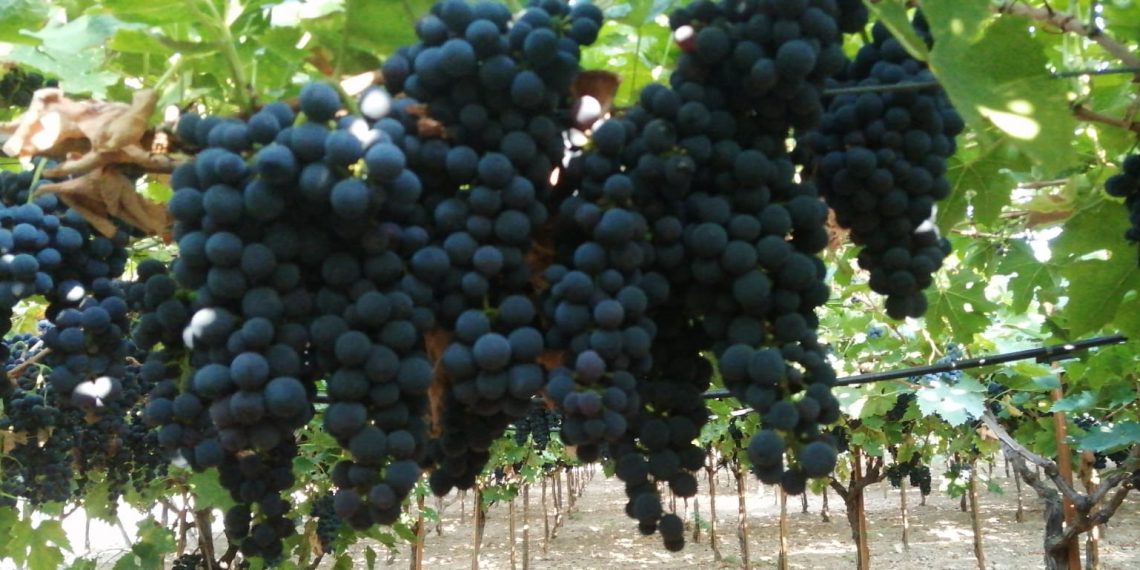 Nuova Convenzione Tessera Turit con l’Azienda Agricola Petruzzellis (FG)