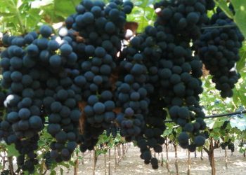 Nuova Convenzione Tessera Turit con l’Azienda Agricola Petruzzellis (FG)