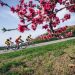 La Slovenia verde si prepara ad accogliere una tappa del Giro d’Italia