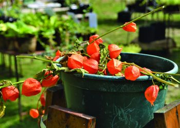 L’8 e il 9 maggio a Busseto (PR) torna Ortocolto