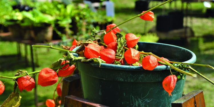 L’8 e il 9 maggio a Busseto (PR) torna Ortocolto