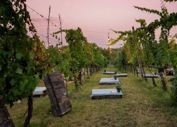 Domenica 13 pic nic in vigna con la Cantina Terre De’ Trinci e Tessera Turit!