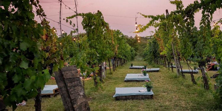Domenica 13 pic nic in vigna con la Cantina Terre De’ Trinci e Tessera Turit!