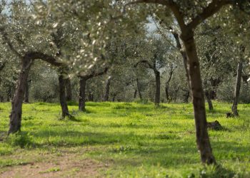 A Trevi (PG) sabato 19 giugno si fa “Merenda nell’Oliveta”