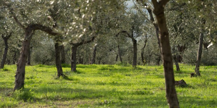 A Trevi (PG) sabato 19 giugno si fa “Merenda nell’Oliveta”