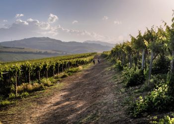 StraTerroir, quattro serate concerto per raccontare i vini d’Abruzzo