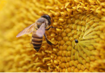 Andar per Miele: tanti eventi dedicati al nettare degli dei