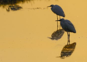 A Comacchio i “Birdwatching Days”, una settimana dedicata ai viaggiatori del cielo