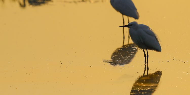 A Comacchio i “Birdwatching Days”, una settimana dedicata ai viaggiatori del cielo