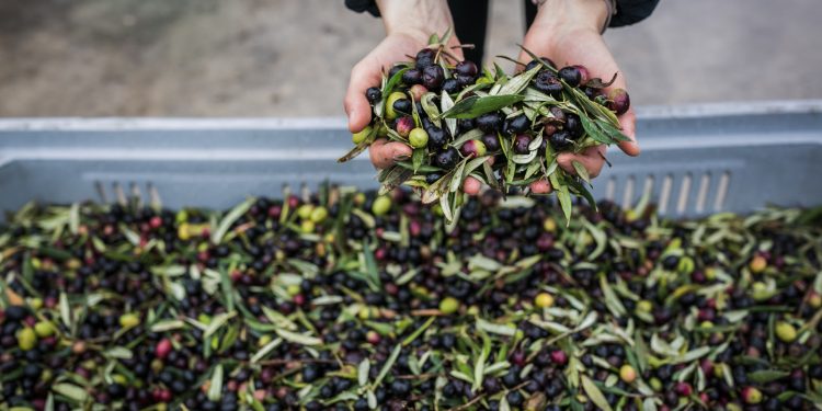 Frantoi Aperti, dal 30 ottobre al 28 novembre la XXIV edizione