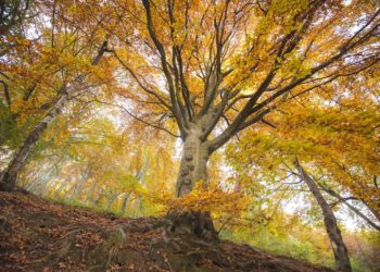 Lo spettacolo del foliage in Piemonte nell’Oasi Zegna
