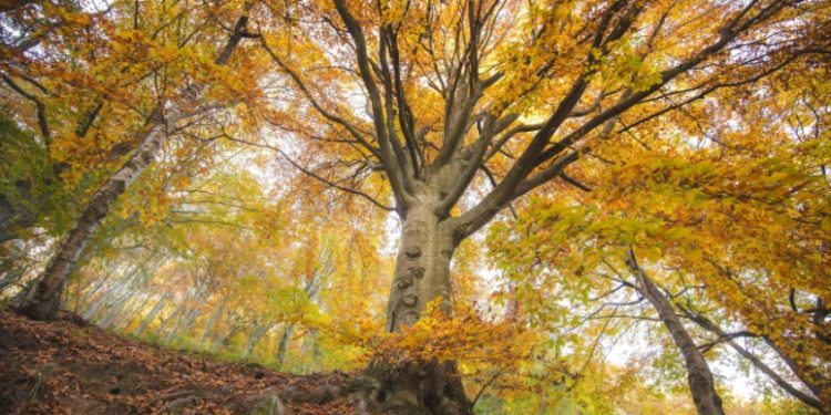 Lo spettacolo del foliage in Piemonte nell’Oasi Zegna