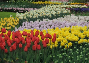 Primavera in Olanda con Turit e Avventuriamoci.com