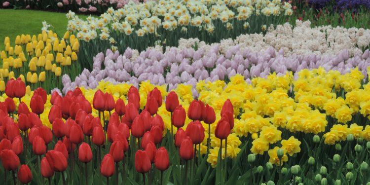 Primavera in Olanda con Turit e Avventuriamoci.com