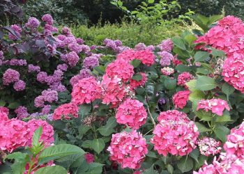 Gli Orti e i Giardini della Rete lombarda riaprono al pubblico