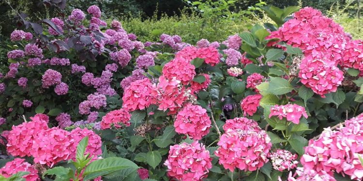 Gli Orti e i Giardini della Rete lombarda riaprono al pubblico