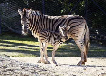 Il Parco Zoo di Falconara (AN) inaugura la stagione 2022 con un nuovo arrivato!