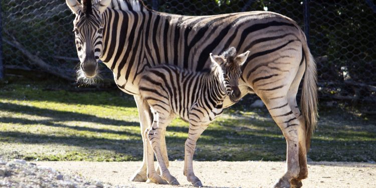 Il Parco Zoo di Falconara (AN) inaugura la stagione 2022 con un nuovo arrivato!