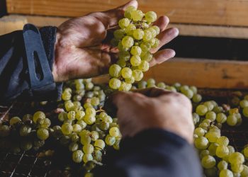 DiVinNosiola, l’evento che celebra il Vino Santo Trentino DOC del Garda Trentino