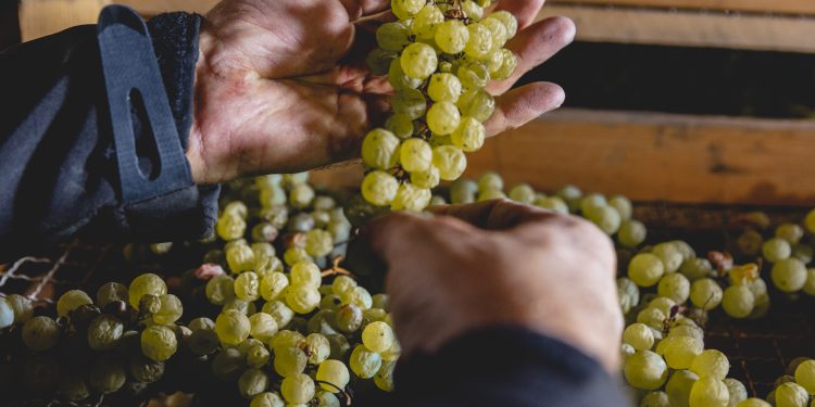 DiVinNosiola, l’evento che celebra il Vino Santo Trentino DOC del Garda Trentino