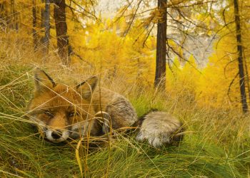 “Selvatica, Arte e natura in Festival”: a Biella una spettacolare mostra fotografica