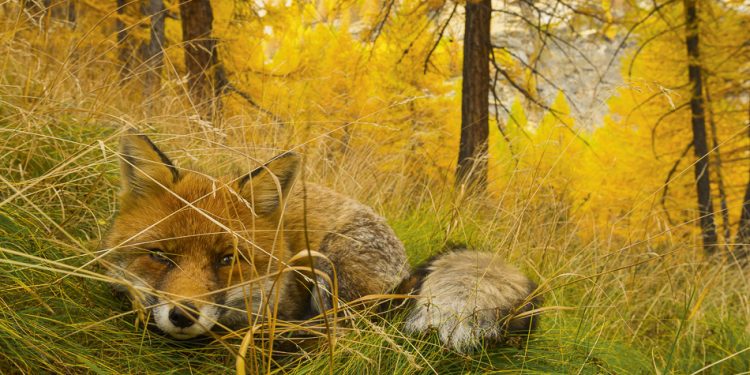 “Selvatica, Arte e natura in Festival”: a Biella una spettacolare mostra fotografica