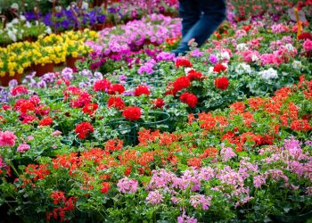 Sabato 2 e domenica 3 aprile a Carmagnola (TO) torna Ortoflora & Natura