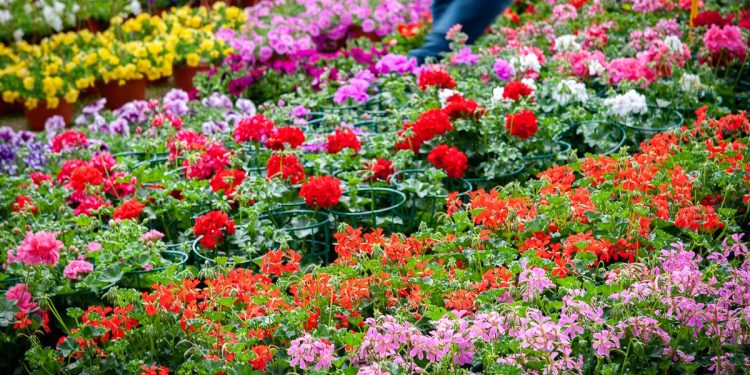 Sabato 2 e domenica 3 aprile a Carmagnola (TO) torna Ortoflora & Natura