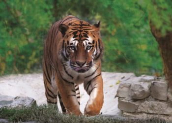 Nuova Convenzione Tessera Turit con il Parco Zoo Falconara (AN)