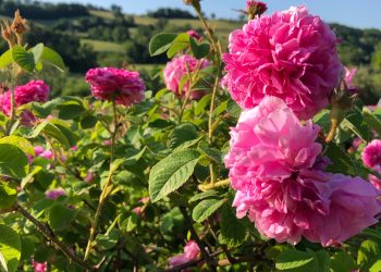 “Maggio Olfattivo” – Tutto il profumo delle rose damascene sulle colline di Fano (PU)