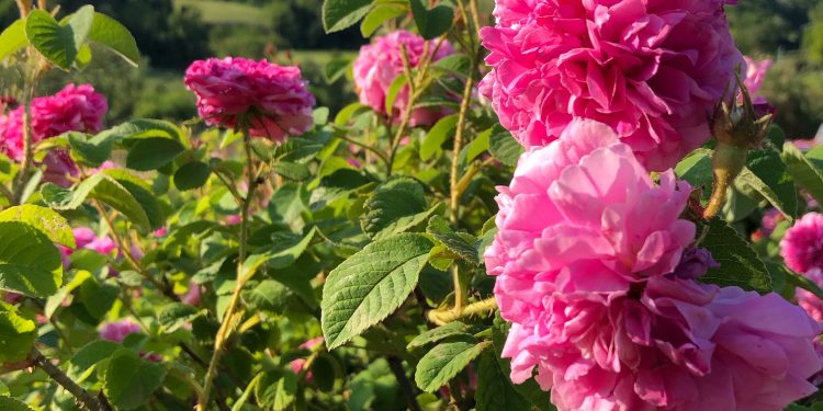 “Maggio Olfattivo” – Tutto il profumo delle rose damascene sulle colline di Fano (PU)