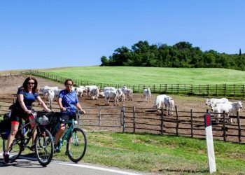 Chianina protagonista a Bettolle (SI): tanti eventi per riscoprire il territorio e la sua eccellenza