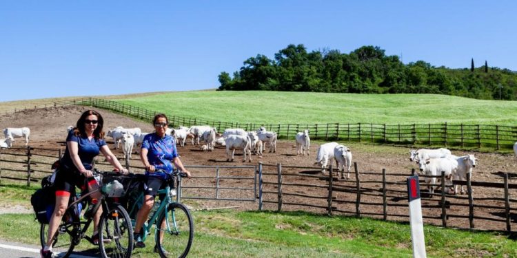 Chianina protagonista a Bettolle (SI): tanti eventi per riscoprire il territorio e la sua eccellenza