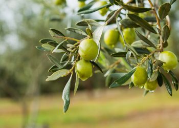 Frantoi in Festa: dal 2 al 5 giugno la festa dell’olio e della biodiversità in Tuscia